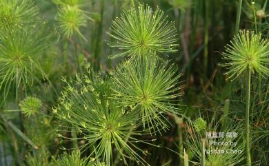 Cyperus prolifer Lam. 紙莎草