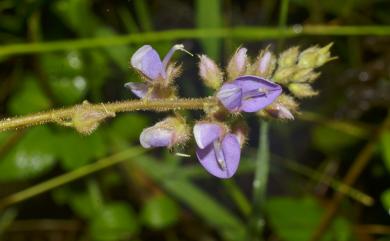 Christia campanulata 蝙蝠草