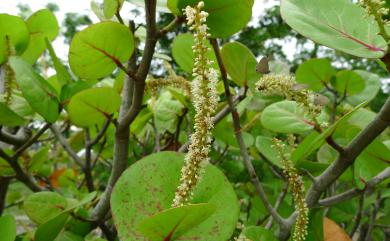 Coccoloba uvifera 海葡萄