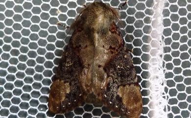 Formofentonia orbifer rotundata Matsumura, 1925 褐頂斑舟蛾