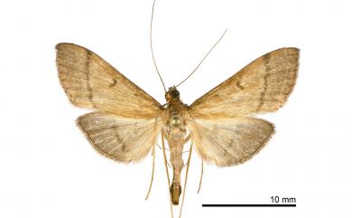 Bradina atopalis taiwanensis Yamanaka, 1984