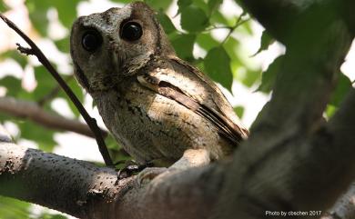 Otus lettia erythrocampe (Buturlin, 1910) 領角鴞(華南亞種)