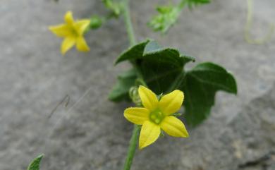 Mukia maderaspatana (L.) M. Roem. 天花