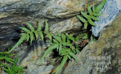 Christella acuminata (Houtt.) H.Lév. 小毛蕨