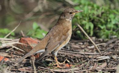 Turdus pallidus J. F. Gmelin, 1789 白腹鶇