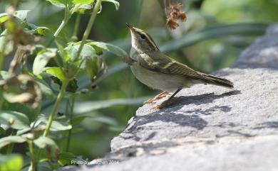 Phylloscopus inornatus (Blyth, 1842) 黃眉柳鶯