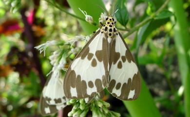 Nyctemera carissima formosana (Swinhoe, 1908)