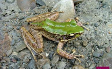 Odorrana swinhoana (Boulenger, 1903) 斯文豪氏赤蛙