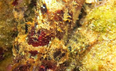 Parascorpaena mossambica (Peters, 1855) 莫三比克圓鱗鮋