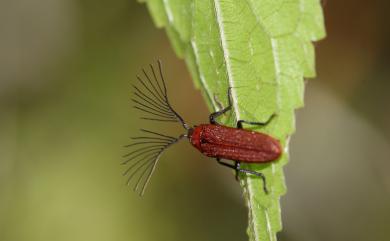 Callirhipidae 細櫛角蟲科