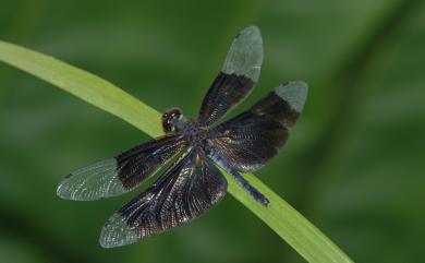 Rhyothemis fuliginosa (Selys, 1883) 黑翅蜻蜓