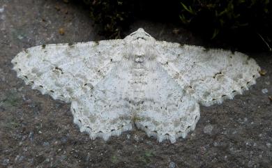 Lassaba parvalbidaria parvalbidaria (Inoue, 1978) 污雪尺蛾