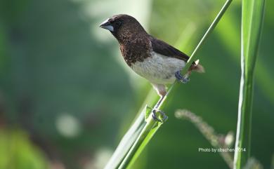 Lonchura striata swinhoei 白腰文鳥