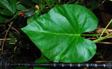 Ipomoea violacea 圓萼天茄兒