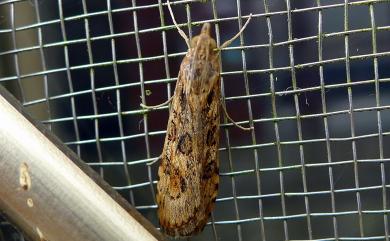 Nomophila noctuella (Denis & Schiffermuller, 1775)