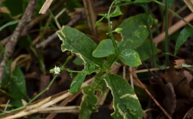 Stellaria monosperma var. japonica 獨子繁縷