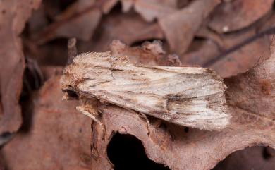 Nepalopolia contaminata (Chang, 1991) 木理狸夜蛾