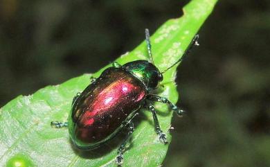 Platycorynus sauteri (Chujo, 1938) 紫豔大猿金花蟲