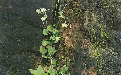 Androsace umbellata (Lour.) Merr. 地錢草