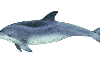 Tursiops aduncus (Ehrenberg, 1833) 印太瓶鼻海豚