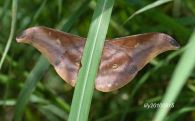 Antheraea formosana Sonan, 1937 紅目天蠶蛾