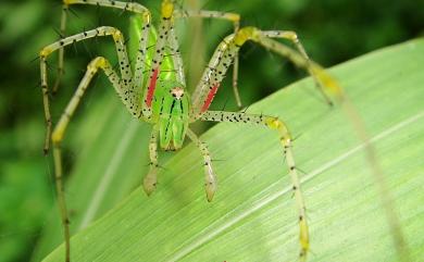 Peucetia formosensis Kishida, 1930 臺灣綠貓蛛