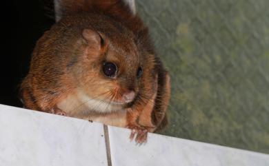 Belomys pearsonii kaleensis (Swinhoe, 1863) 小鼯鼠
