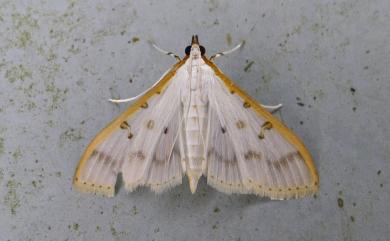 Palpita warrenalis (Swinhoe, 1894) 白臘擬絹野螟蛾