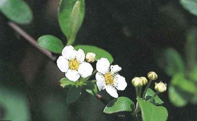 Spiraea prunifolia var. pseudoprunifolia 笑靨花