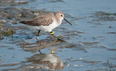 Calidris alpina sakhalina 黑腹濱鷸