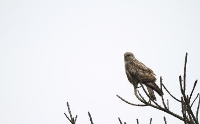 Buteo lagopus menzbieri Dementiev, 1951 毛足鵟(西伯利亞亞種)