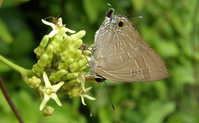 Deudorix epijarbas menesicles Fruhstorfer, 1912 玳灰蝶