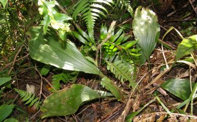 Acanthephippium striatum Lindl. 一葉罈花蘭