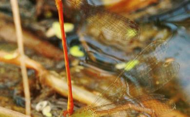 Ceriagrion auranticum ryukyuanum Asahina, 1967 紅腹細蟌