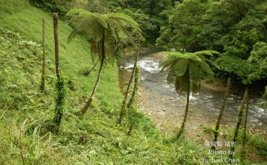 Sphaeropteris lepifera 筆筒樹