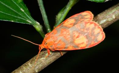 Floridasura tricolor (Wileman, 1910) 三色豔苔蛾