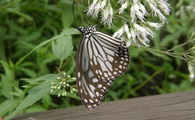 Parantica aglea maghaba Fruhstorfer, 1909 絹斑蝶