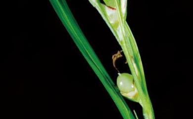 Scleria levis 毛果珍珠茅