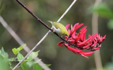 Zosterops japonicus Temminck & Schlegel, 1847 日菲繡眼