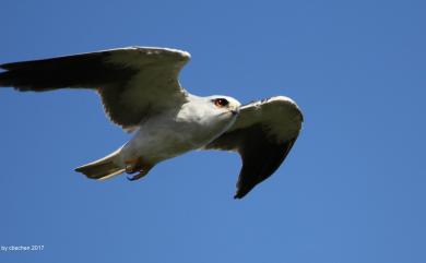 Elanus caeruleus vociferus (Latham, 1790) 黑翅鳶