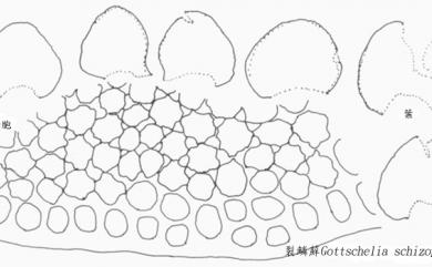 Gottschelia schizopleura (Spruce) Grolle 裂鱗蘚