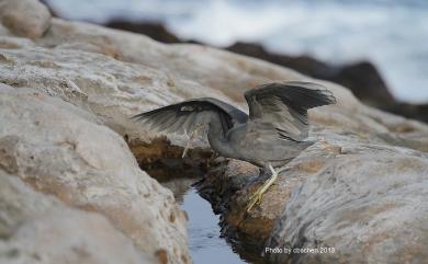 Egretta sacra sacra (J. F. Gmelin, 1789) 岩鷺