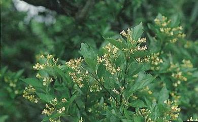 Premna microphylla 臭黃荊