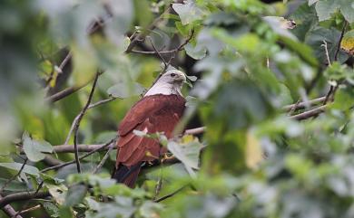 Haliastur indus (Boddaert, 1783) 栗鳶