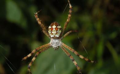 Argiope minuta Karsch, 1879 小形金蛛