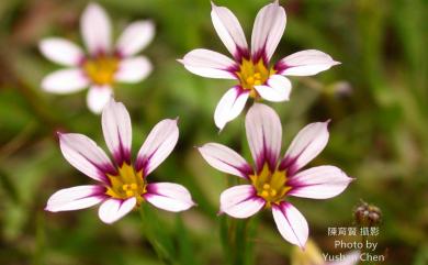 Sisyrinchium iridifolium Kunth 鳶尾葉庭菖蒲