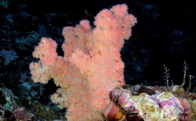 Dendronephthya roemeri Kükenthal, 1911 玫瑰棘穗軟珊瑚