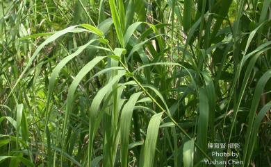 Arundo donax L. 蘆竹