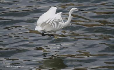 Egretta garzetta (Linnaeus, 1766) 小白鷺