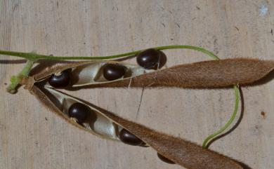 Dysolobium pilosum (J.G. Klein ex Willd.) Maréchal 毛豇豆